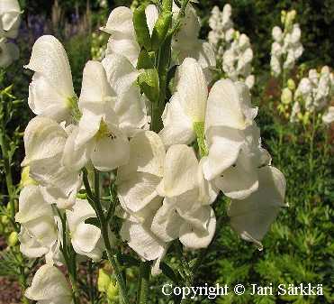 Aitoukonhattu - äkta stormhatt - Aconitum napellus ssp. lusitanicum var. album Aitoukonhattu - äkta stormhatt - Aconitum napellus ssp. lusitanicum var. album
